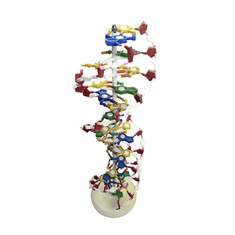 DNA-modell, DNA-dobbel helix-modell, DNA-farge dobbel helix medisinsk modell