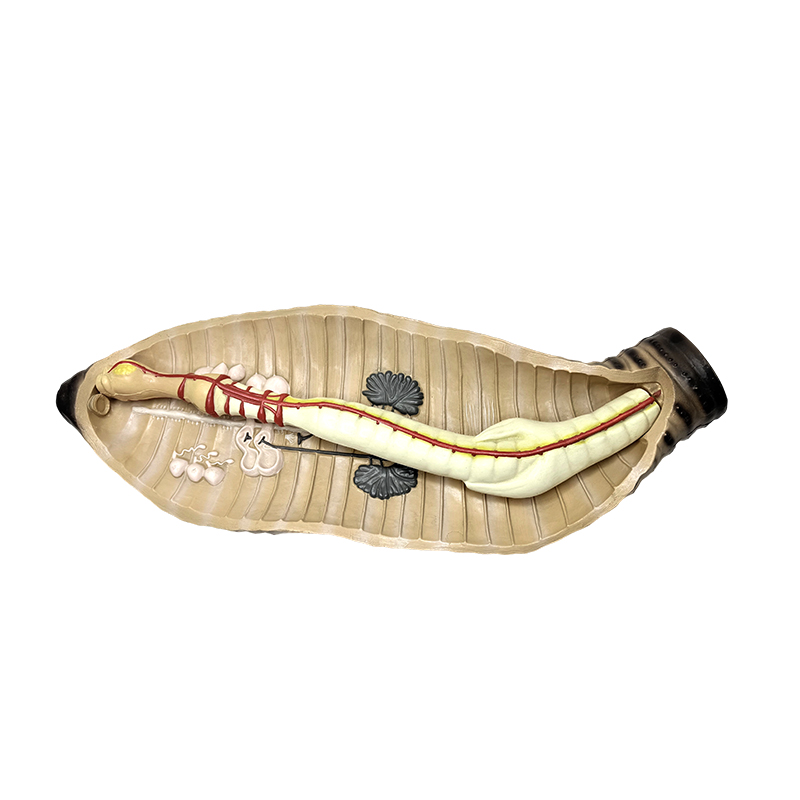 Middels og videregående skole biologi undervisning instrument meitemark anatomisk modell