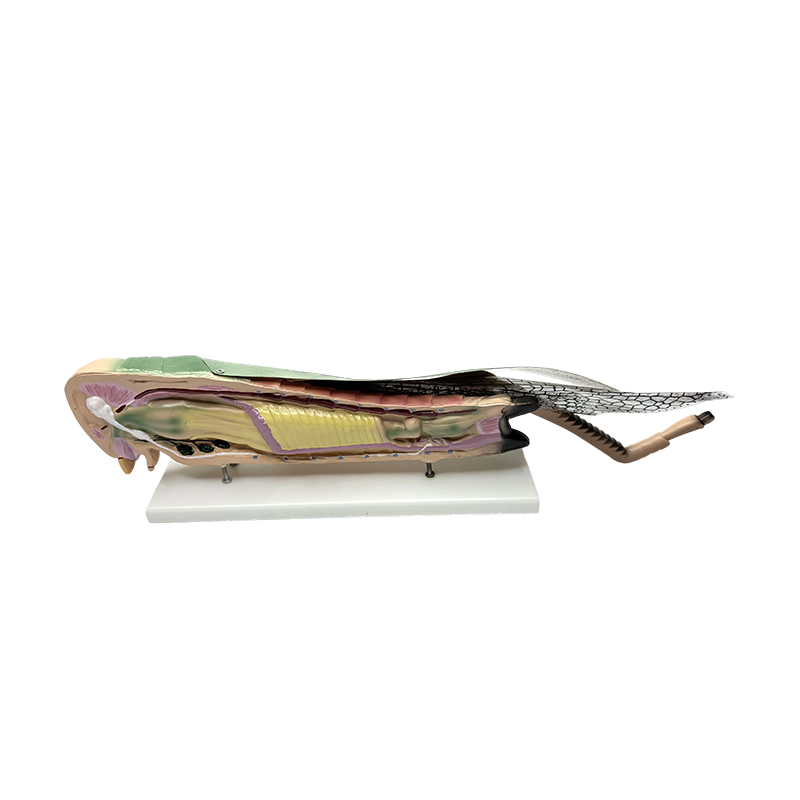 Naturvitenskapelig pedagogisk gresshoppe anatomisk modell