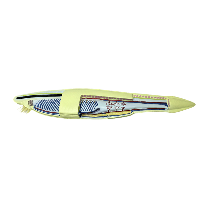 Plast amphioxus modell fiskemodell for biologisk modell