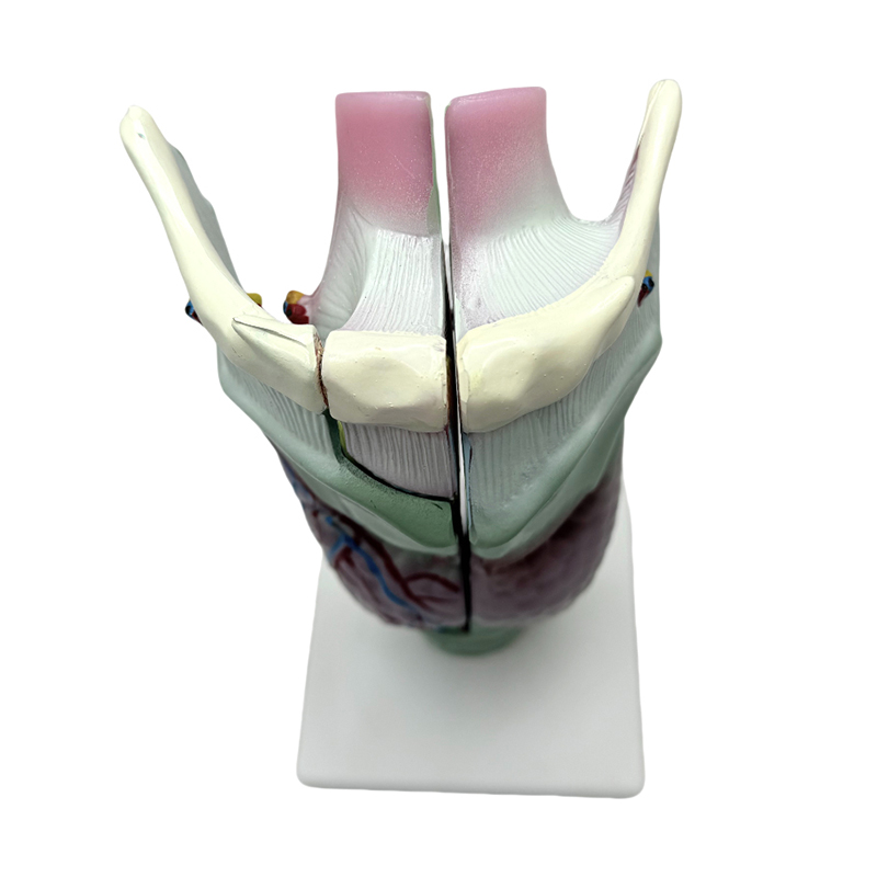 Medisinsk anatomisk modell skole og sykehus undervisning larynx anatomisk modell