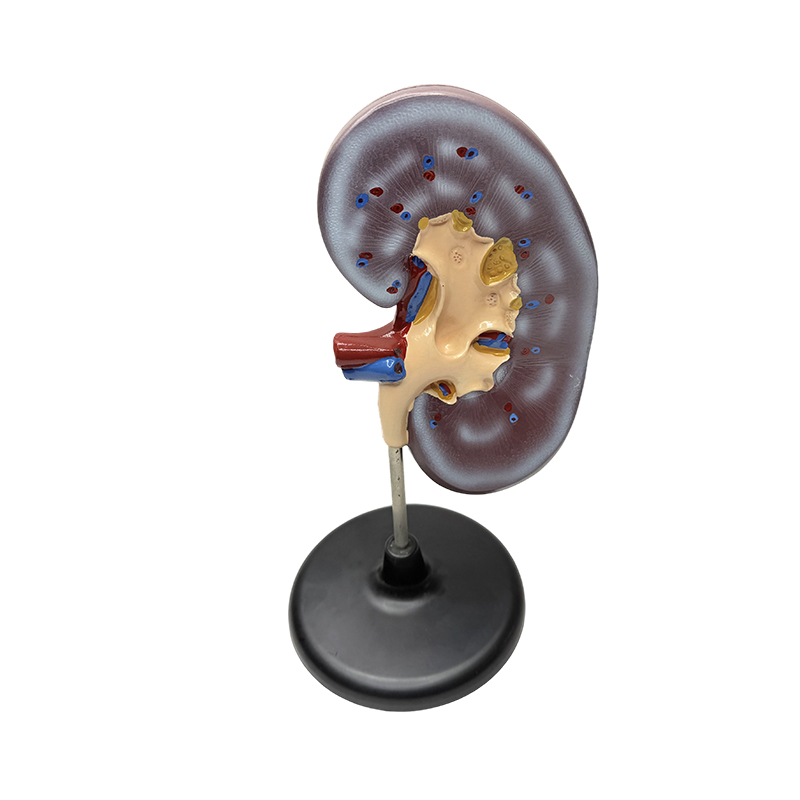 Pedagogisk anatomisk modell for menneskelig nyre