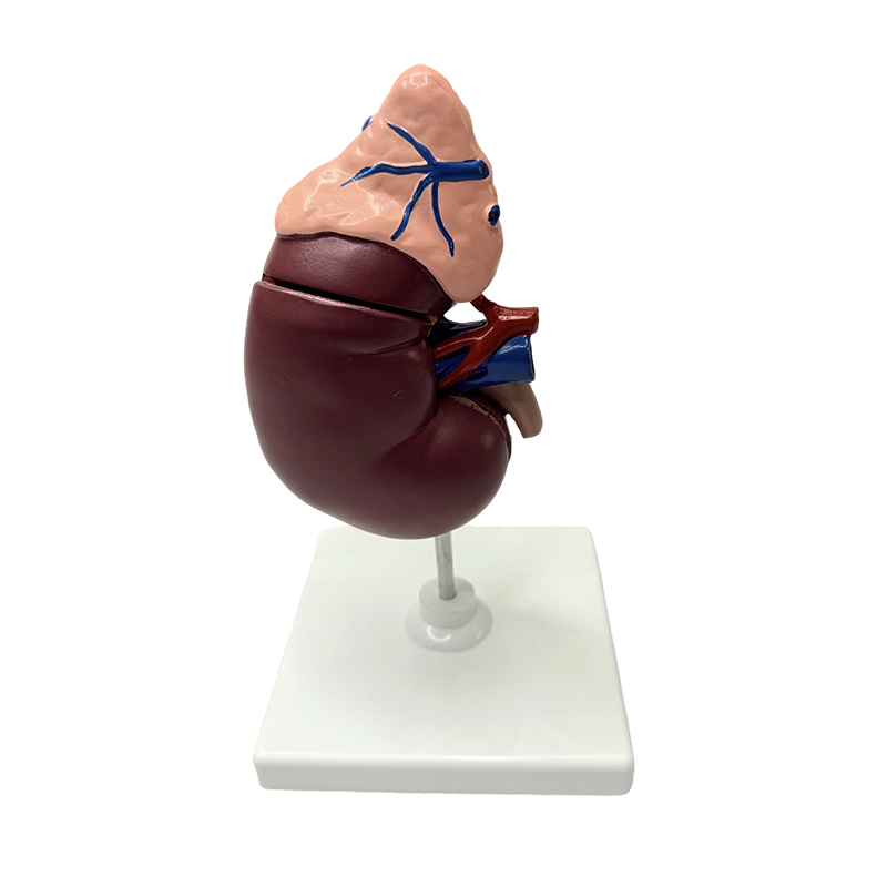 Nyre- og binyremodeller anatomisk modell av menneskekroppen medisinsk modell anatomisk undervisning