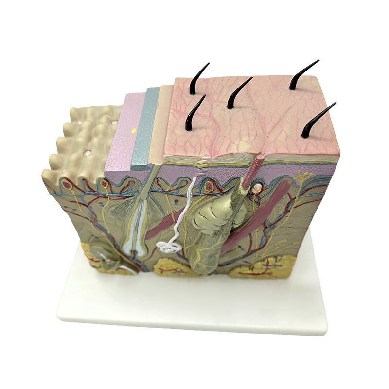 Hudblokk modell hud anatomisk modell anatomiske modeller hud