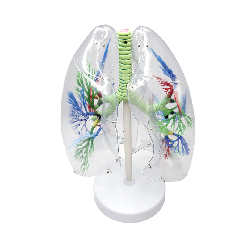 Menneskelig lungemodell forstørret menneskelig segmentell anatomisk lungemodell respiratoriske menneskelige organer transparente anatomiske modeller