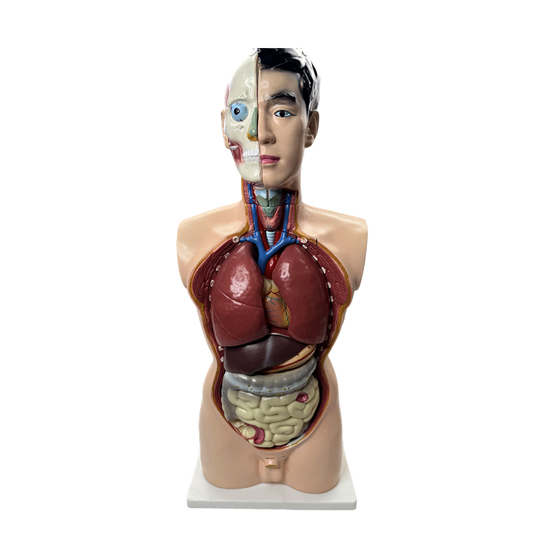 Medisinsk anatomi modell 85cm mannlig torso modell