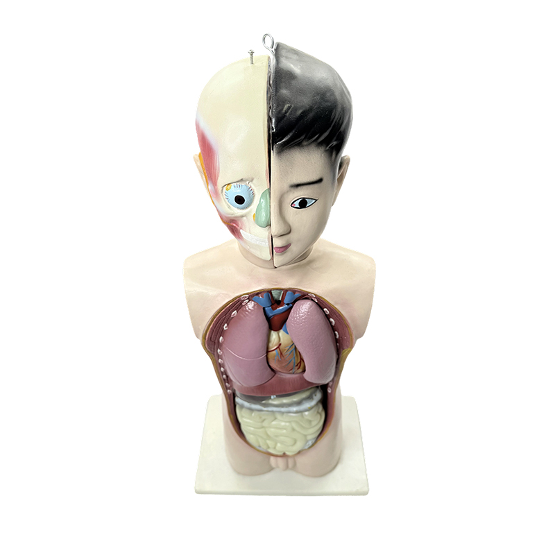 Menneskelig ungdom halvkropps torso modell 65 cm medisinsk biologi anatomisk torso modell