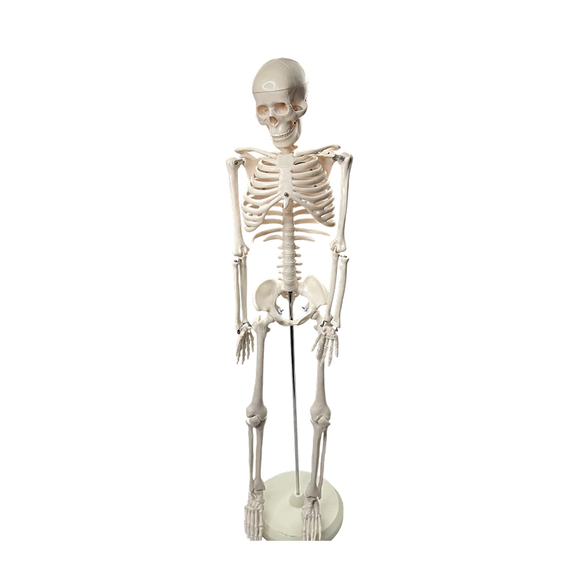 Menneskeskjelettmodell 85cm