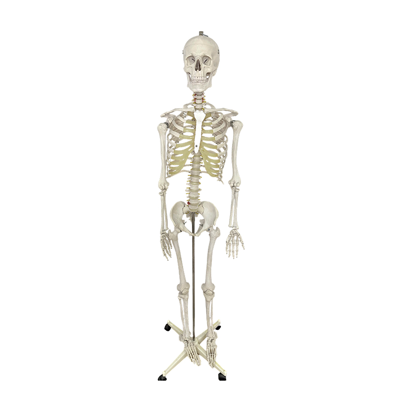 Menneskeskjelettmodell 170cm