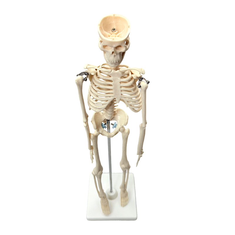 Menneskeskjelettmodell 42cm