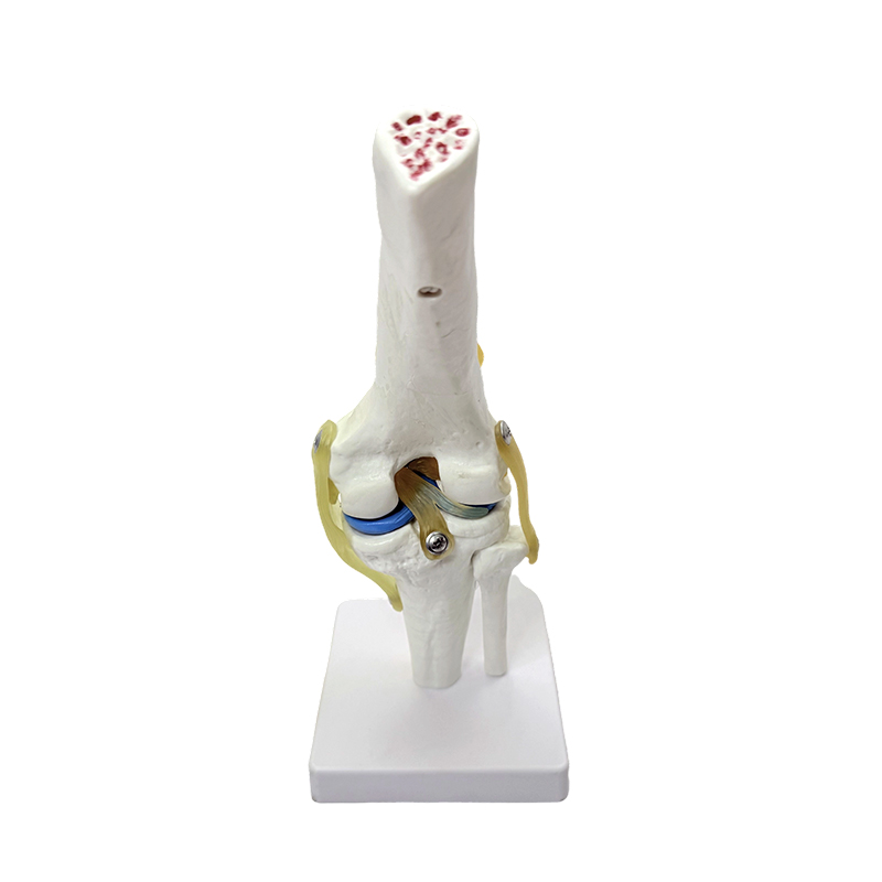 Anatomisk modell naturlig stort kne anatomi modell kneledd modell
