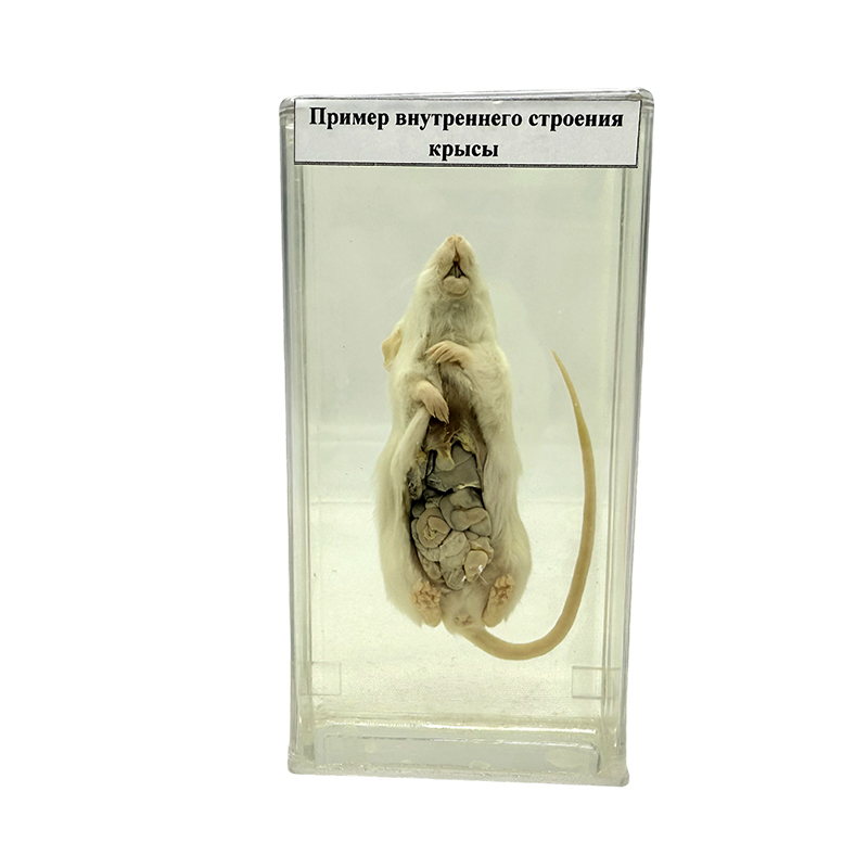 Rotte anatomisk prøve