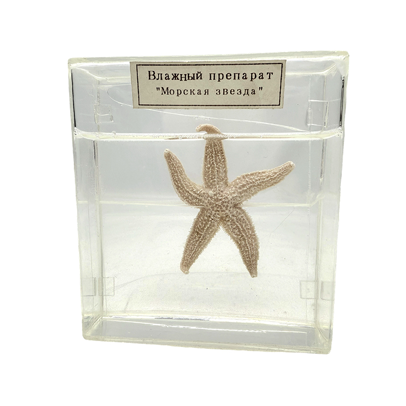 Sjøstjerne biologisk prøve