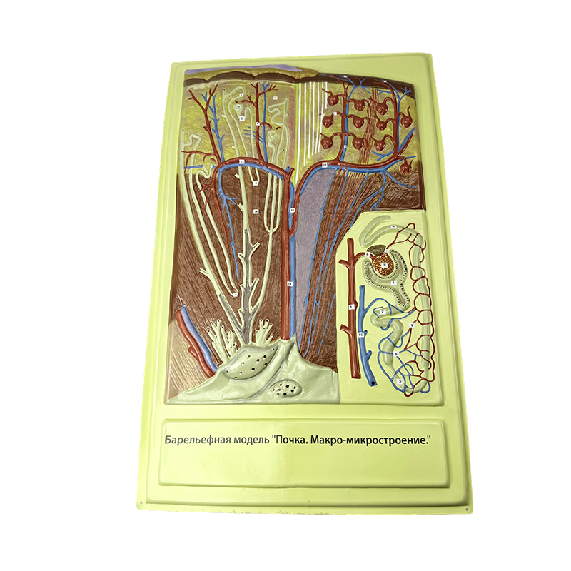 Reliefmodell av intestinal villus